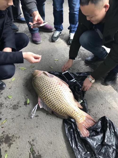 重庆大鲤鱼爆料事件视频,真相与争议交织 第1张 重庆大鲤鱼爆料事件视频,真相与争议交织 第1张